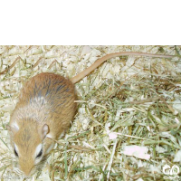 گونه جربیل کرمانی  Swarthy Gerbil